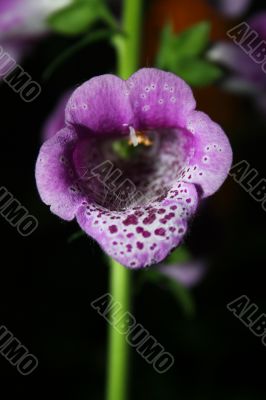 Foxglove