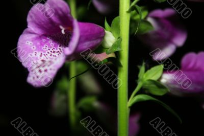 Foxglove