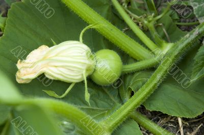 Vegetable marrow