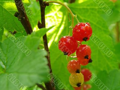 redcurrant