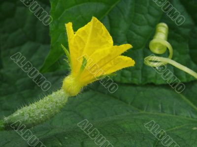 growing cucumber