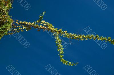 Wild grape and the blue sky