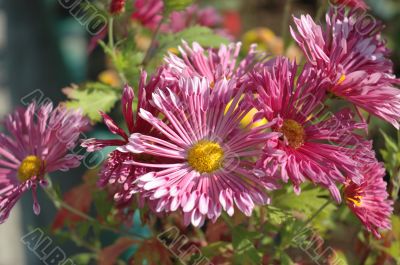 Beautiful purple flowers