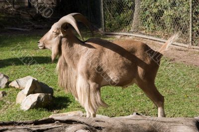 Mountain Goat