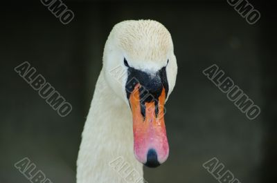 swan face head swan face head