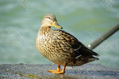 duck female brown