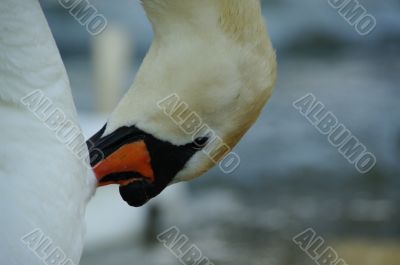 swan cleaning swan cleaning
