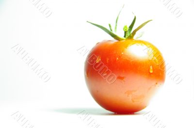 tomato red macro tomato red macro