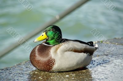 male duck male duck