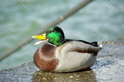 smileing duck