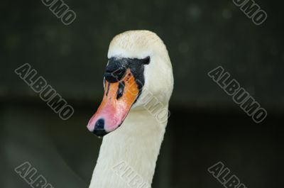 swan face head swan face head