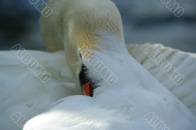 swan cleaning swan cleaning