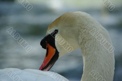 swan cleaning swan cleaning