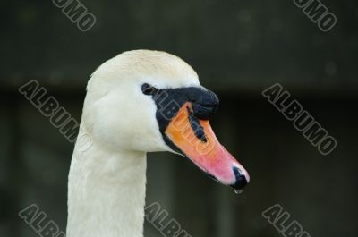 swan face head swan face head