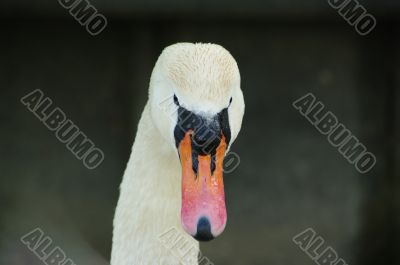 swan face head swan face head