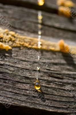 Drops Of Resin On Wooden Wall