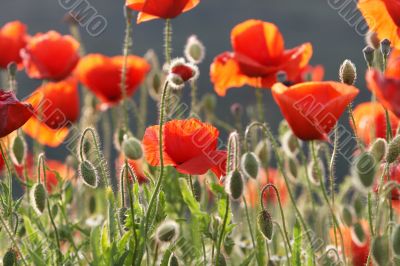 Poppy in the sun