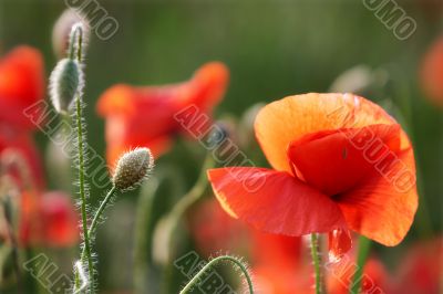 Poppy flower on the sun