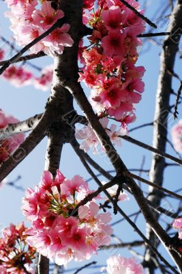 Pink Cherry Flowers Blooming in march month