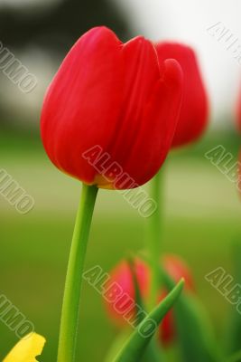 Red Tulip Flower Blooming