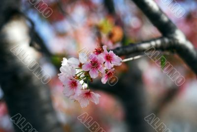 Pink Cherry Flowers Blooming in march month