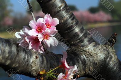 Pink Cherry Flowers Blooming in march month