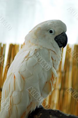 White macaw Parrot