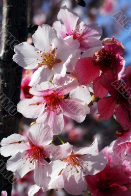 Pink Cherry Flowers Blooming in march month