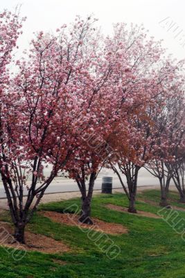 Pink Cherry Flowers Blooming in march month