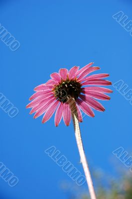 Pink Daisy Flower