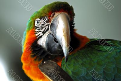 red macaw head closeup