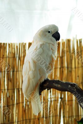 White macaw Parrot perched
