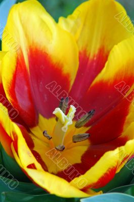 Yellow Red Tulip Flower in Bloom