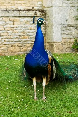 Peacock pride