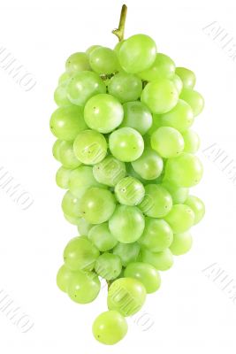 white grapes