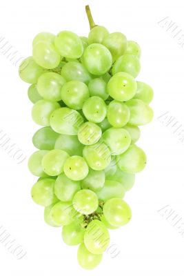 white grapes