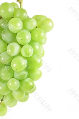 white grapes