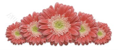 Gerber Daisy Row