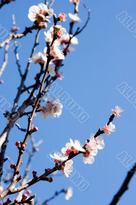 Apricot Tree Blossoms Apricot Tree Blossoms