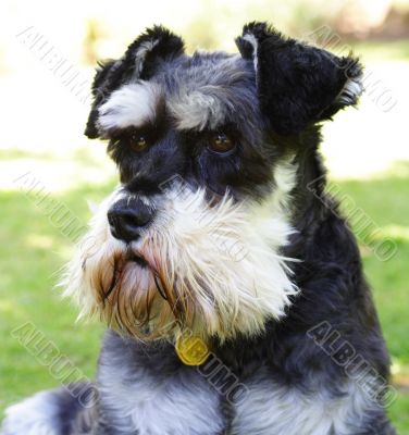 miniature schnauzer