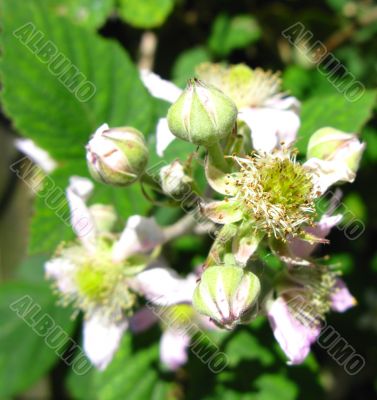 blackberry flower