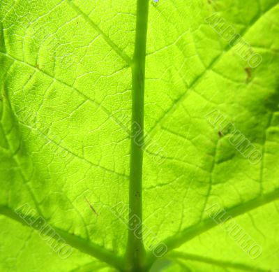 backlit leaf