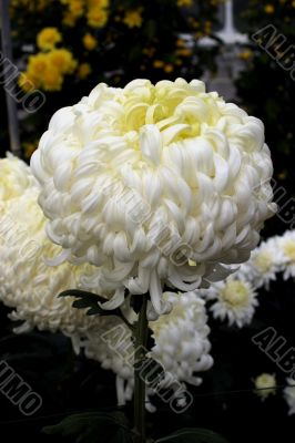 Chrysanthemum (Polar Gem)