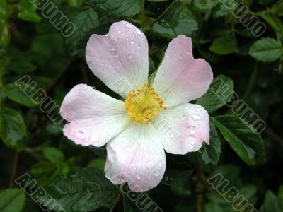 Dog Rose (Rosa canna)