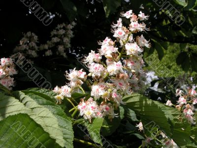 Flowers of Horse Chestnut (Aesculus)