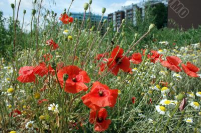 Wild poppy in a residential area in Vienna.