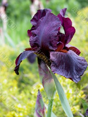 Iris (Langport Wren)