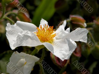 Cistus (Populifolius)