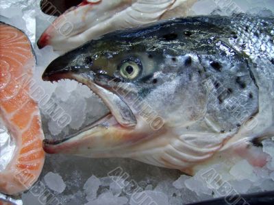 Arctic fish in a state of a supermarket.