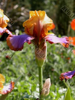 Iris (Brown Lasso) Iris (Brown Lasso)